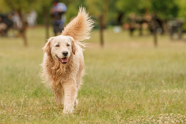 Cachorro passeando no parque.