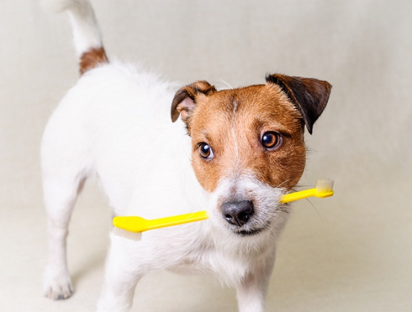 Cachorro segurando com a boca uma escova de dentes.