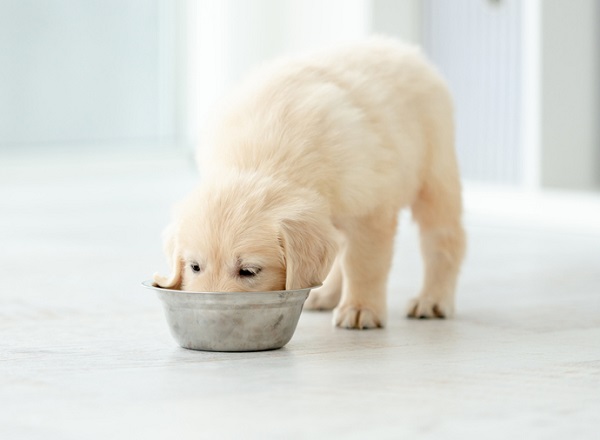 Como amolecer ração de cachorro filhote
