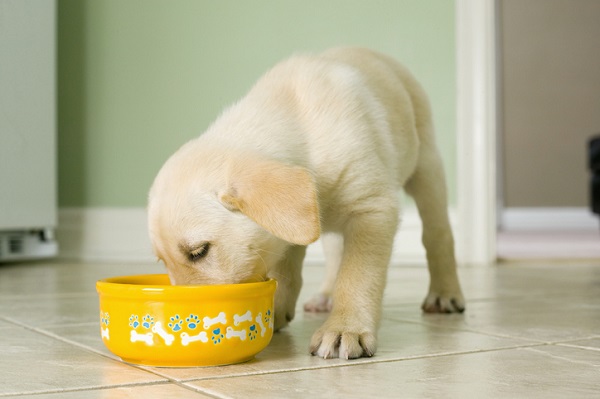 Cachorro filhote comendo em pote amarelo.