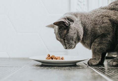 Gato que não gosta de sachê: como resolver?