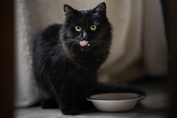Gato preto.