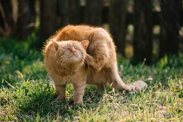 Gato se coçando.