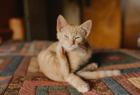 Parasitas em gatos: quais são e como combater