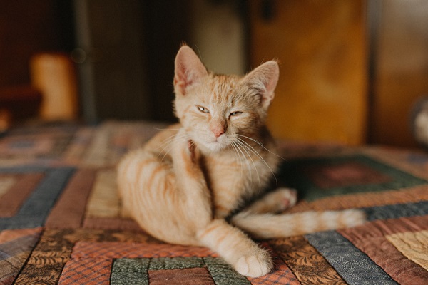 Parasitas em gatos: quais são e como combater