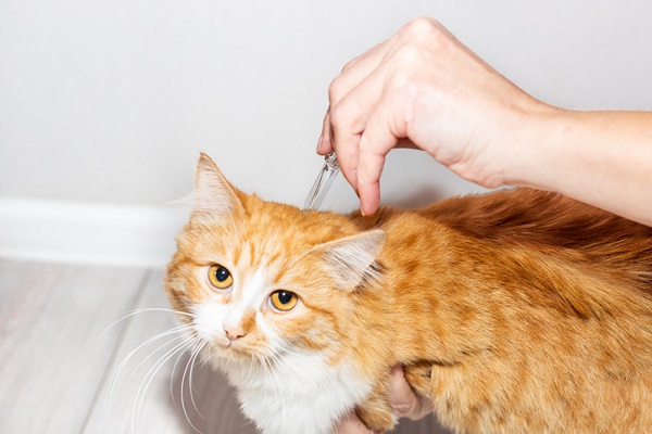 Pessoa aplicando remédio contra pulgas e carrapatos em gato. 