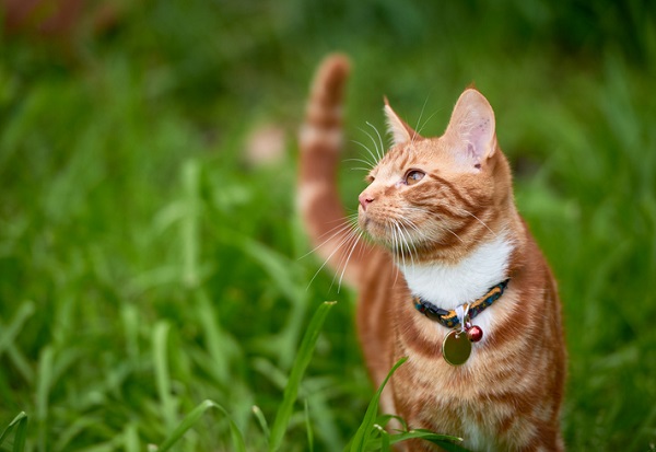 Gato andando na grama.