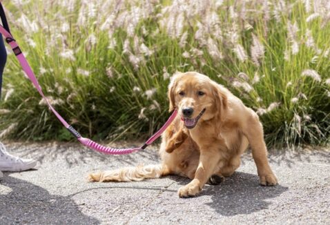 Coleira antipulgas: dicas para você escolher a melhor para o seu animal