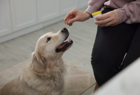 Suplemento pet: conheça a linha da NutriCore