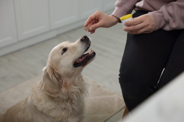 Suplemento pet: conheça a linha da NutriCore