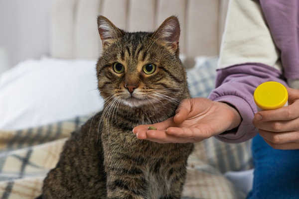 Gato recebendo suplemento pet de tutor.