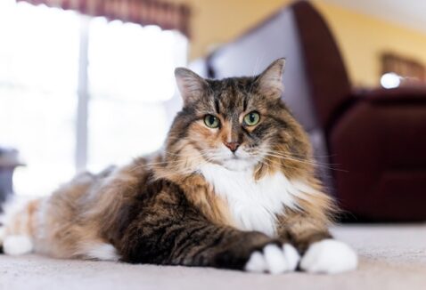 Gato hipoalergênico: raças indicadas para quem tem alergia