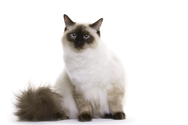 Gato balinês.