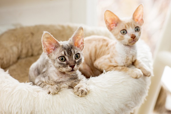 Dois filhotes de Cornish Rex.