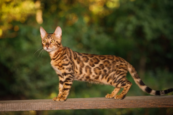 Gato Bengal em cima de uma cerca. 