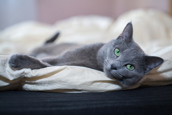 Gato Azul Russo deitado. 