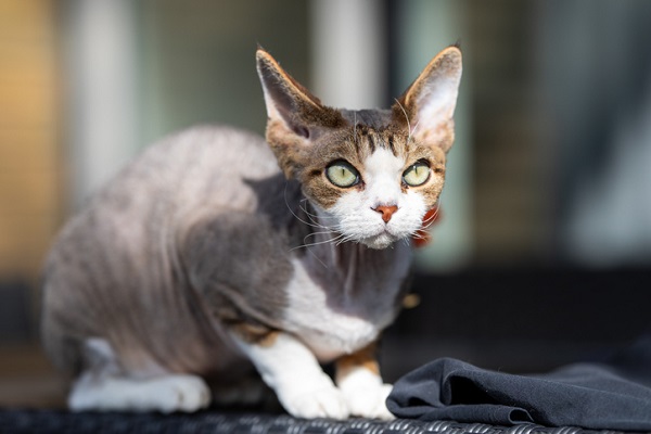 Gato Devon Rex. 