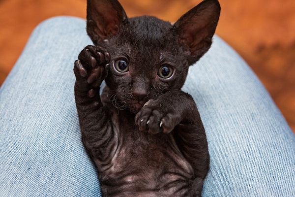 Filhote de Cornish Rex preto. 