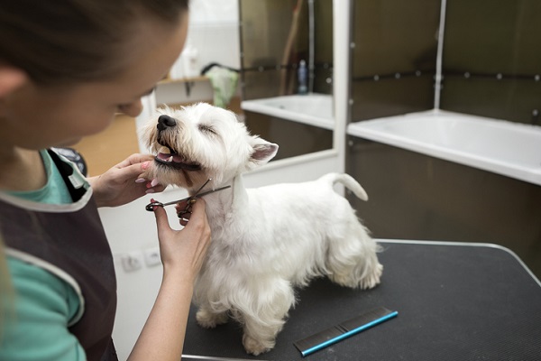 Profissional de banho e tosa aplicando tosa trimming em cachorro.