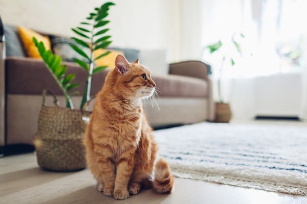 Dedetização segura para pets: como protegê-los?