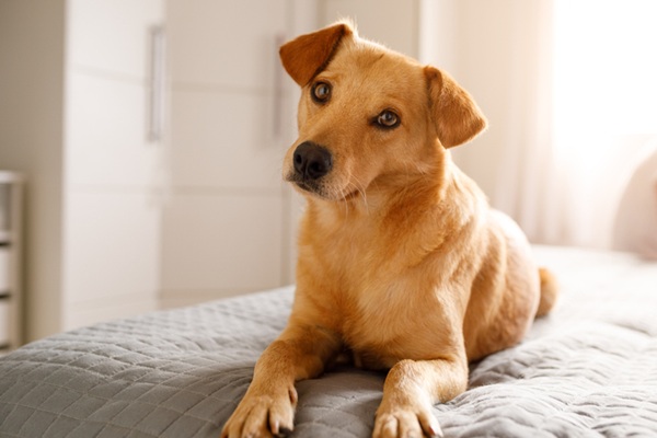 Nomes para cachorro: mais de 800 ideias criativas