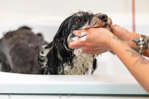 Cachorro tomando banho com shampoo.
