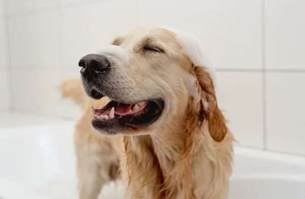 Qual o melhor shampoo para cachorro? Confira 6 opções!