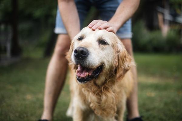 Vermífugo para cachorro: tudo o que você precisa saber para proteger seu pet