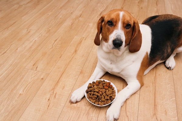 Cachorro comendo ração.