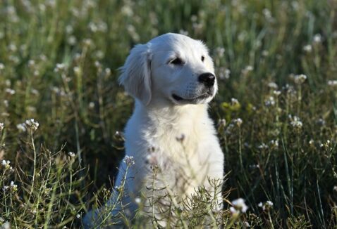 Valeriana para cachorro: devo dar calmante ao meu pet?