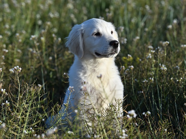 Série de Cachorro - Uma ilsta com 10 opções incríveis - Veja Aqui