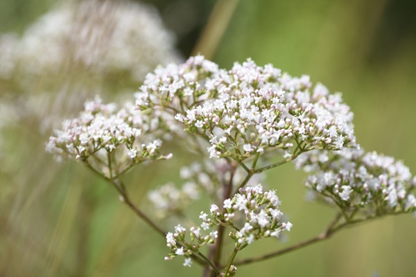 Valeriana