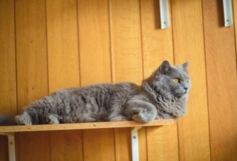 Prateleira para gatos: qual a importância e como escolher?