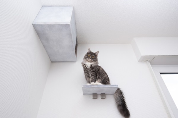Prateleira para gatos na parede