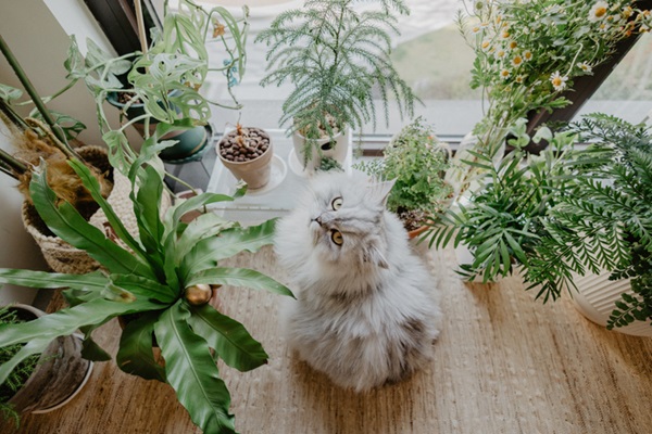 Gato em meio a plantas.