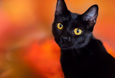 Micoplasmose felina: o que é e como isso pode afetar seu gato