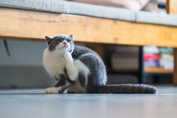 Gato se coçando