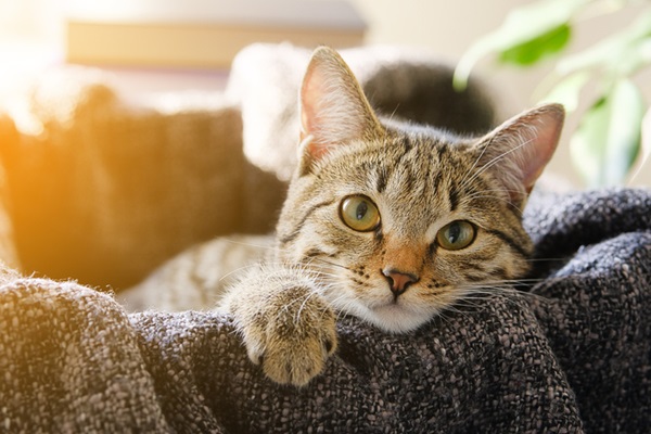 Gato deitado.