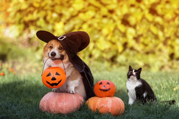 Confira opções de fantasia de Halloween para cachorro