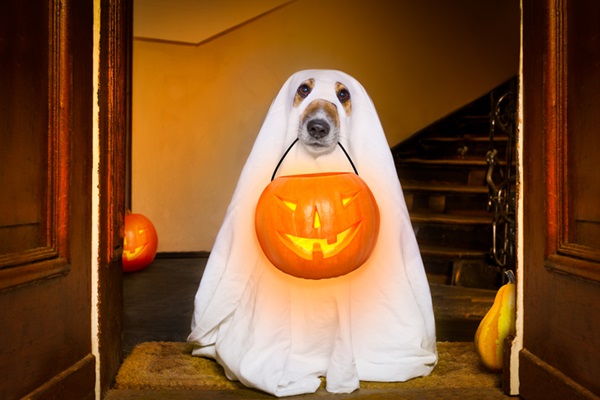 Fantasia pet no Halloween: confira dicas e opções