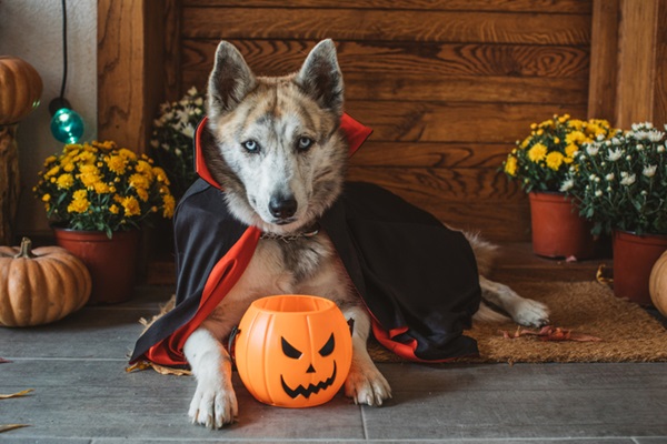 Confira opções de fantasia de Halloween para cachorro