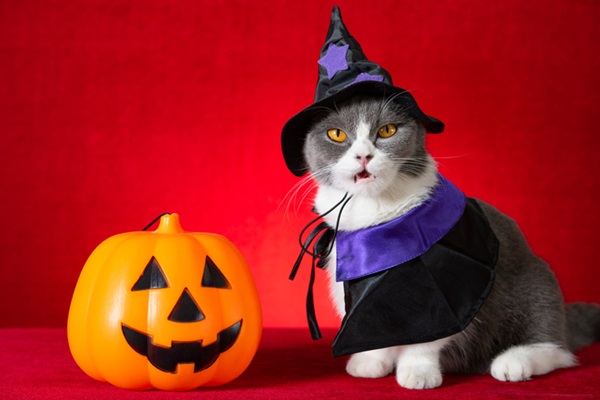 Bruxa de halloween com gato fofo