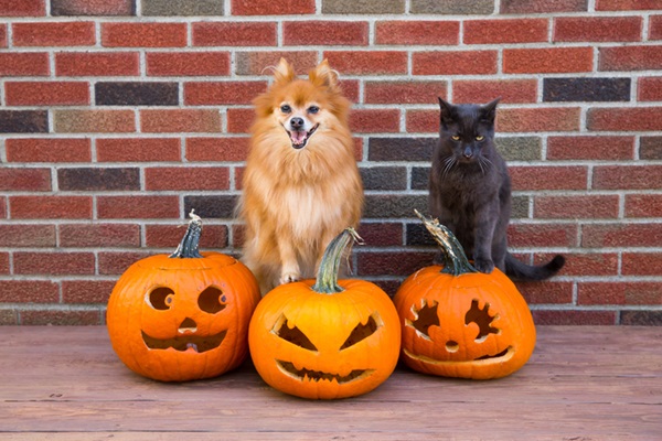 Confira opções de fantasia de Halloween para cachorro