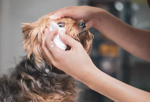 O que é e como prevenir a lágrima ácida nos cachorros