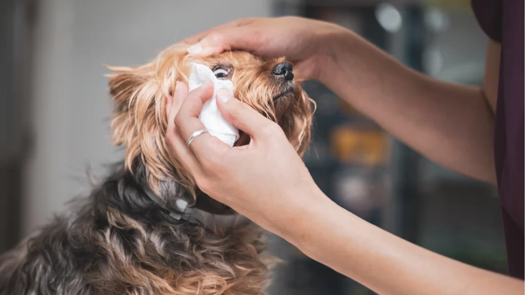 O que é e como prevenir a lágrima ácida nos cachorros
