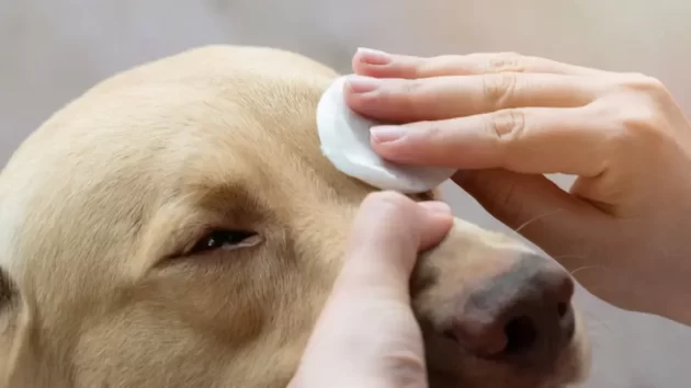 Petlove - tutor limpando a lágrima ácida do cachorro, cuidados com os pets