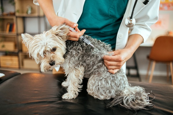 Cachorro tomando vacina.
