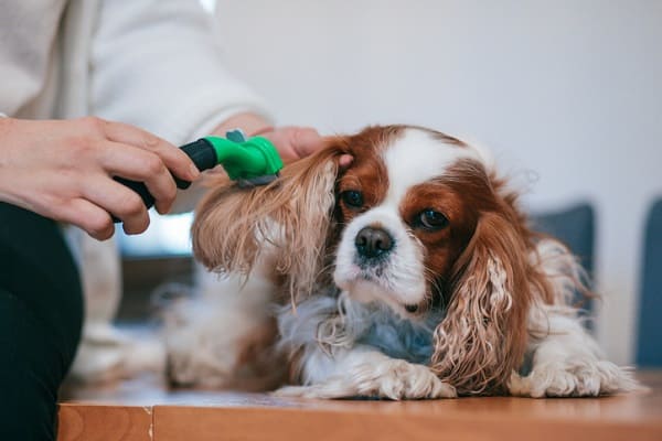 Tipos de escova para cachorro - Blog VETEX