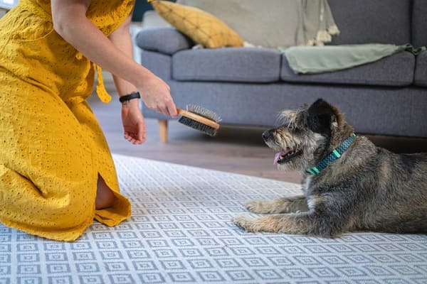 Tipos de escova para cachorro - Blog VETEX