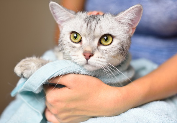 Como dar banho em gatos sem causar estresse